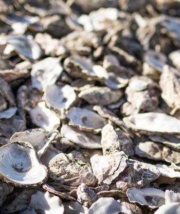 oyster oyster
